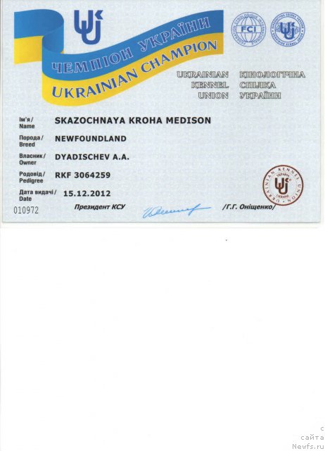 Фото: ньюфаундленд Сказочная Кроха Медисон (Skazochnaya Kroha Medison)