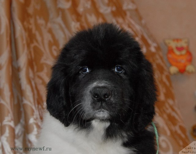 Фото: ньюфаундленд Сент Джонс Донна Саммер (Sent Djons Donna Summer)