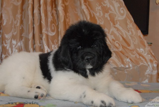 Фото: ньюфаундленд Сент Джонс Дебора - 2 (Sent Djons Debora - 2)