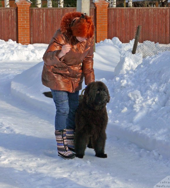 Фото: ньюфаундленд Very Fairweathers Zhade, Ирина Козловская