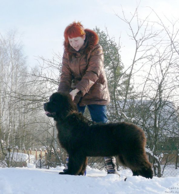 Фото: ньюфаундленд Very Fairweathers Zhade, Ирина Козловская