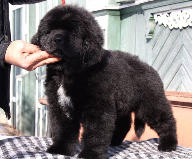 Фото: Черный Шарм Георгин