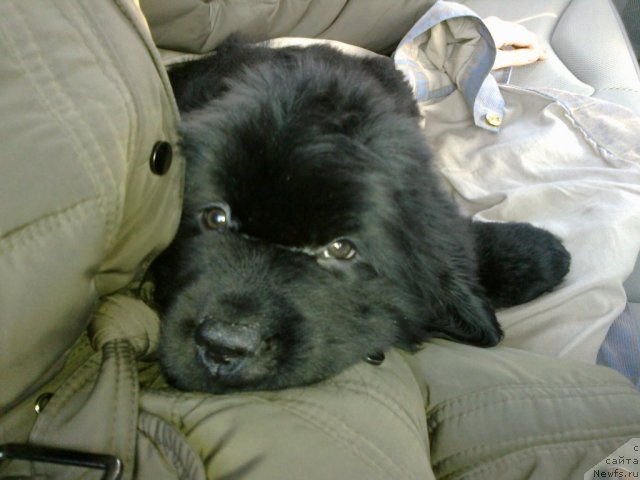 Фото: ньюфаундленд Чак Черокки