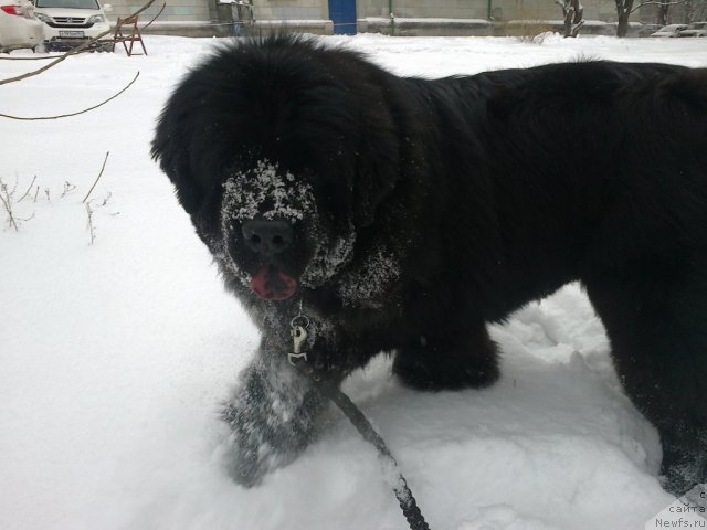 Фото: ньюфаундленд Чак Черокки