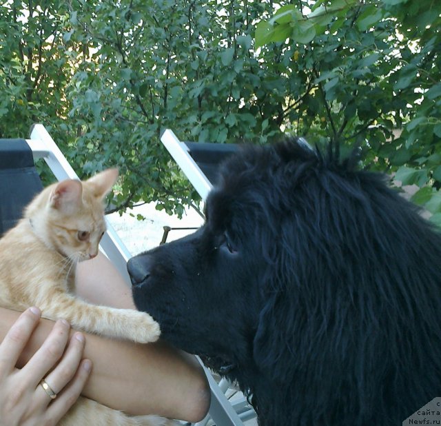 Фото: ньюфаундленд Чак Черокки