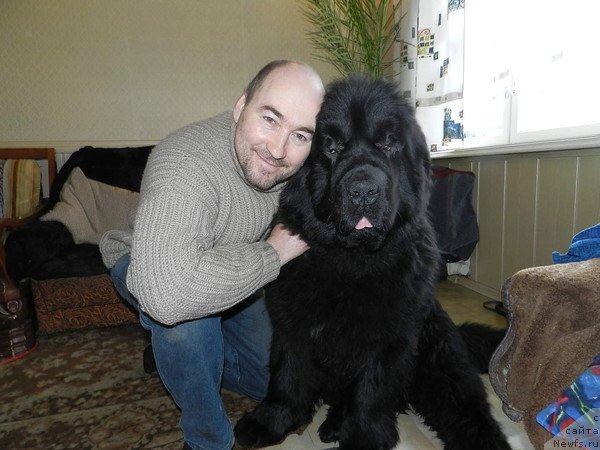 Фото: ньюфаундленд Акватория Келвин Успех