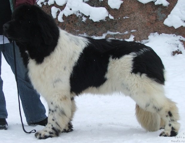 Фото: ньюфаундленд Плюшевая Панда Хаира (Plushevayа Panda Haira)