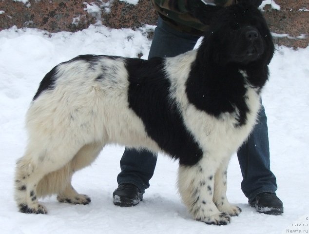 Фото: ньюфаундленд Плюшевая Панда Хаира (Plushevayа Panda Haira)