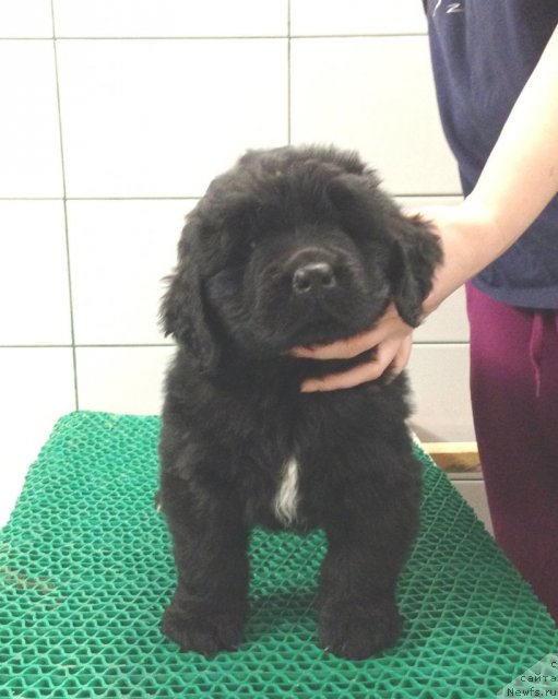 Фото: Акватория Келвин Цейлон