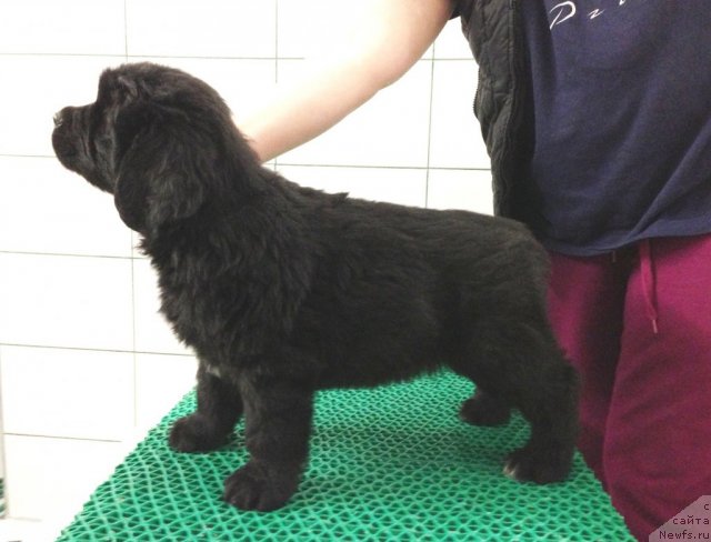 Фото: Акватория Келвин Церемония