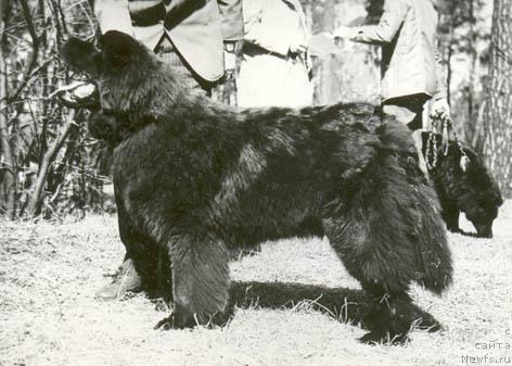 Фото: ньюфаундленд Серджам Найс Немо