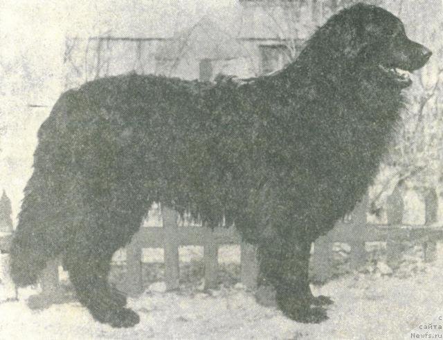 Фото: ньюфаундленд Мартын