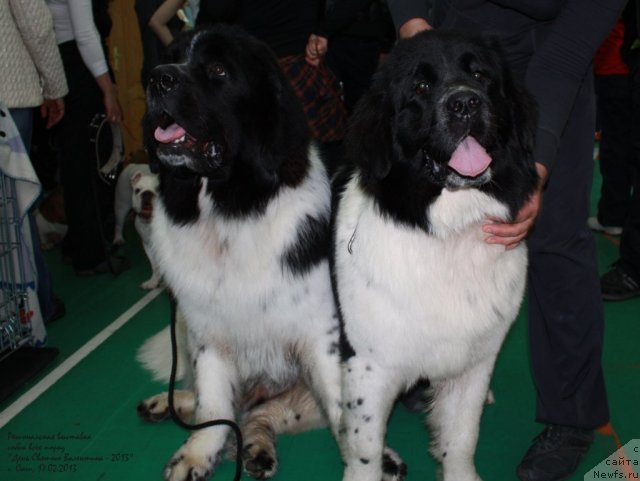 Фотография № 117105