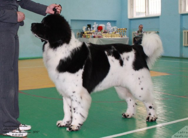 Фото: ньюфаундленд Питерньюф Хубба-Бубба