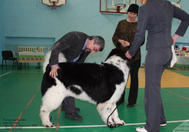 Фото: ньюфаундленд Питерньюф Хубба-Бубба