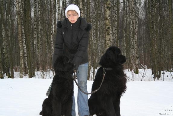 Фото: Юлия Наумова, ньюфаундленд Drive Me Crazy of Apachee's Home, ньюфаундленд Усатый Нянь Тимоша