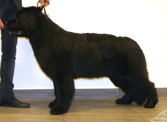 Фото: ньюфаундленд Смигар Северная Верона