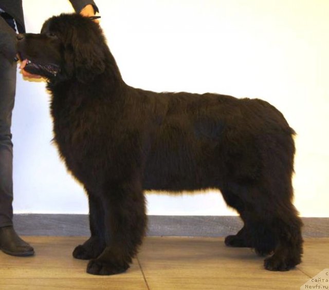 Фото: ньюфаундленд Смигар Северная Верона