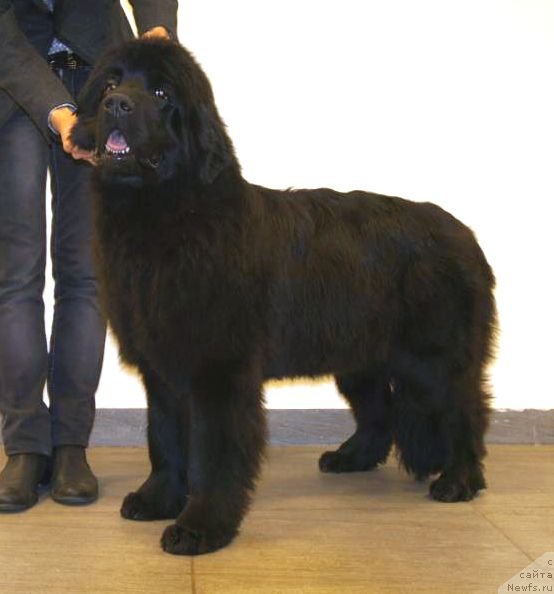 Фото: ньюфаундленд Смигар Северная Верона