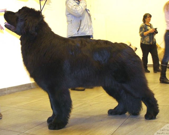 Фото: ньюфаундленд Смигар Северная Верона