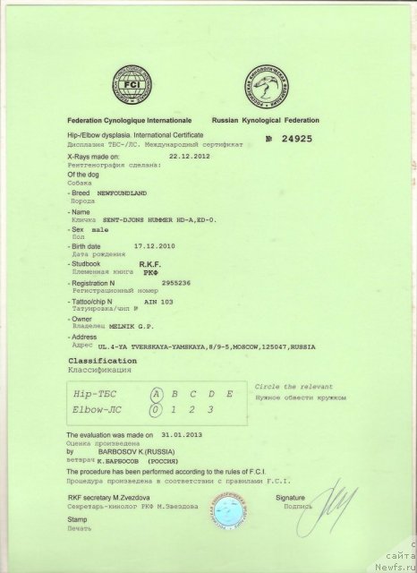 Фото: ньюфаундленд Сент Джонс Хаммер (Sent Djons Hummer)