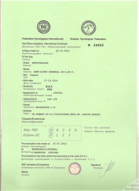 Фото: ньюфаундленд Сент Джонс Харебелл (Sent Djons Harebell)