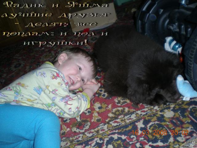 Фото: ньюфаундленд Янтарная Яшма Денвера