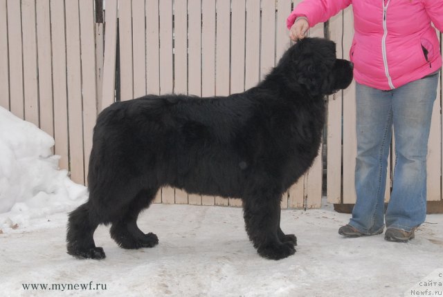Фото: ньюфаундленд Сент Джонс Харебелл (Sent Djons Harebell)