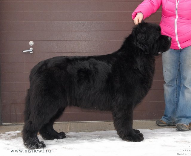 Фото: ньюфаундленд Сент Джонс Харебелл (Sent Djons Harebell)