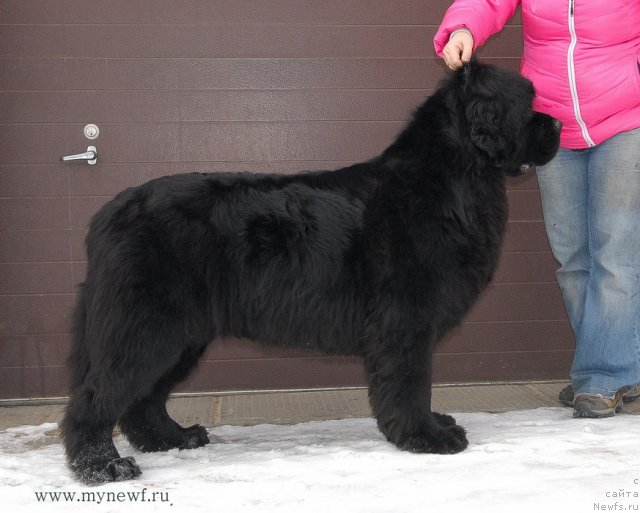 Фото: ньюфаундленд Сент Джонс Харебелл (Sent Djons Harebell)