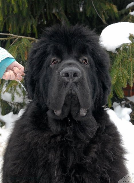 Фотография № 117137