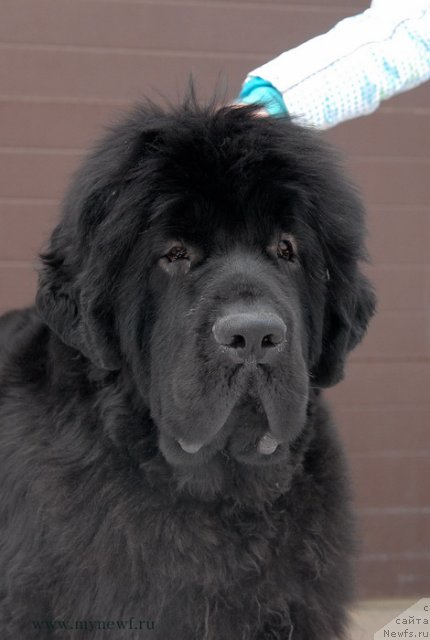 Фото: ньюфаундленд Сент Джонс Харебелл (Sent Djons Harebell)