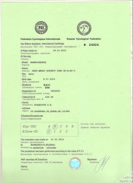 Фото: ньюфаундленд Сент Джонс Форрест Гамп (Sent Djons Forrest Gump)