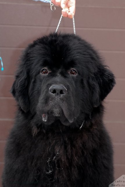 Фотография № 117150