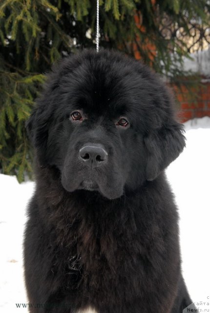 Фотография № 117152