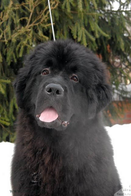 Фотография № 117155