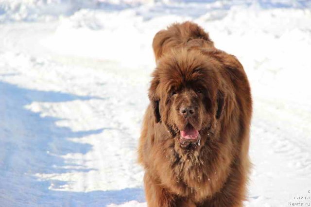Фото: ньюфаундленд Бархатка Роскошная