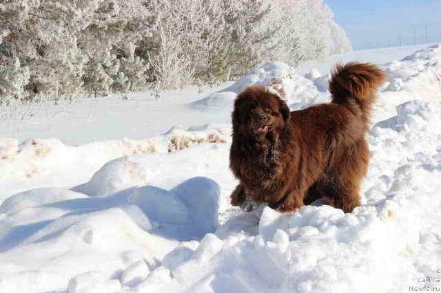 Фото: ньюфаундленд Бархатка Роскошная