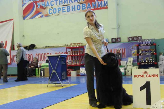 Фото: ньюфаундленд Акватория Келвин Фиона (Aquatoriya Kelvin Fiona), Виктория Солдатенко