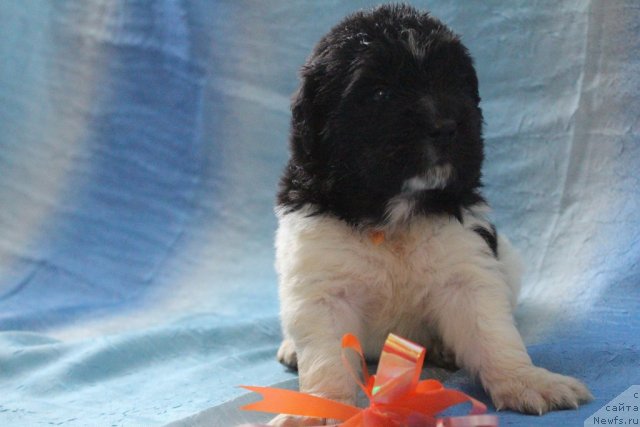 Фото: девушка оранжевая лента