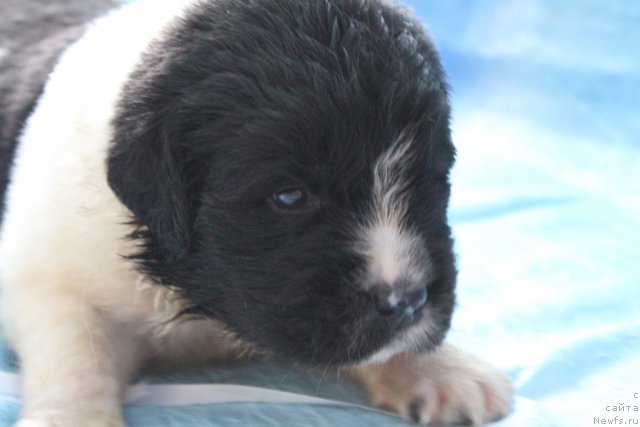 Фото: наш парень бело красная нить