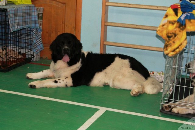 Фото: ньюфаундленд Маг Исполин Моя Волшебная Мечта