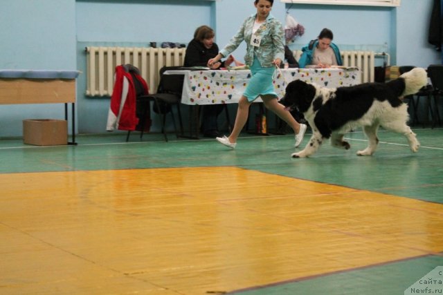 Фото: ньюфаундленд Маг Исполин Моя Волшебная Мечта