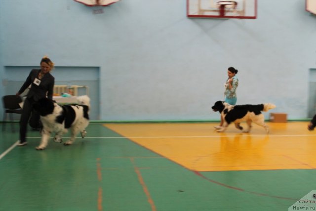 Фото: ньюфаундленд Маг Исполин Моя Волшебная Мечта