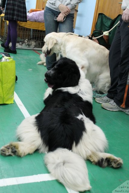 Фотография № 117183