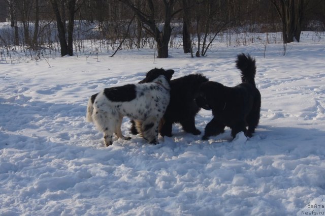 Фотография № 117206