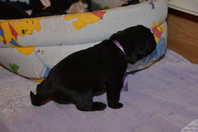 Фото: ньюфаундленд Бегущая по Волнам Ханд Маде (Beguschaya po Volnam Hand Made)