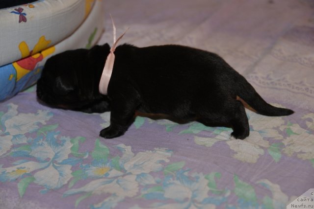 Фото: ньюфаундленд Бегущая по Волнам Ханд Маде (Beguschaya po Volnam Hand Made)