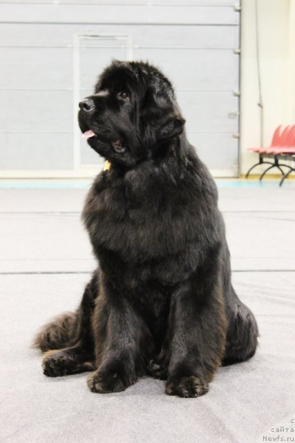 Фотография № 117266