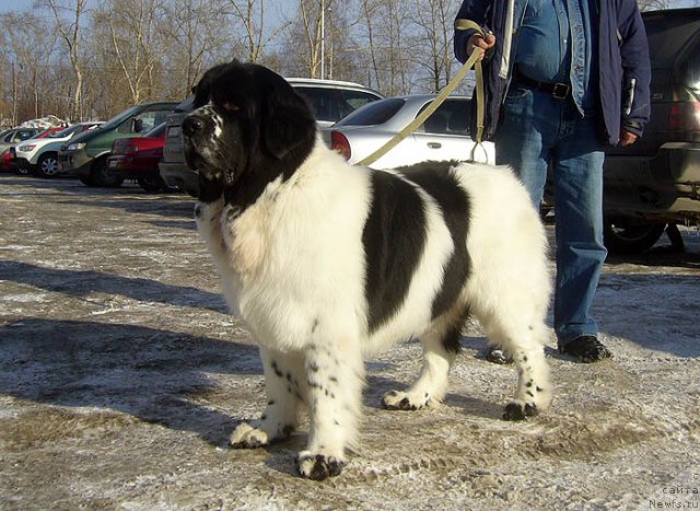 Фотография № 117270